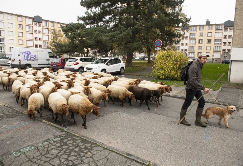 Les 20 Ans Du Pastoralisme : Transhumance à Evreux Du 19 au 23 nov 2024